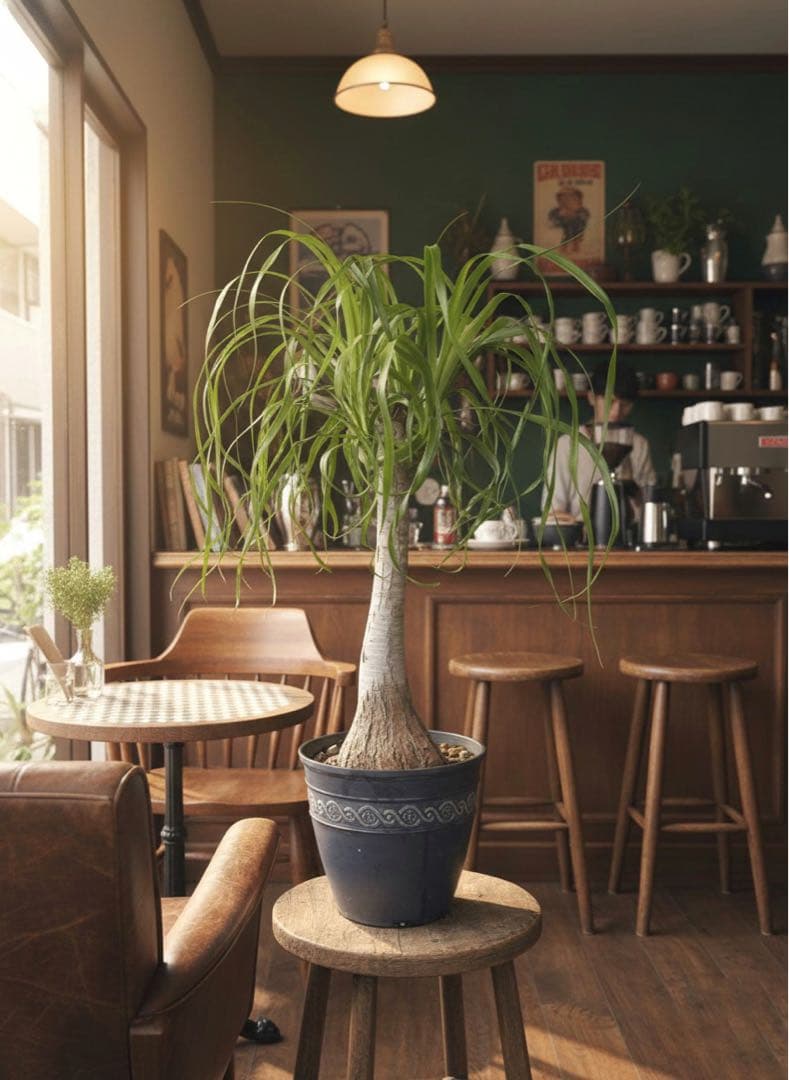 トックリラン　ノリナ　ポニーテール　塊根植物