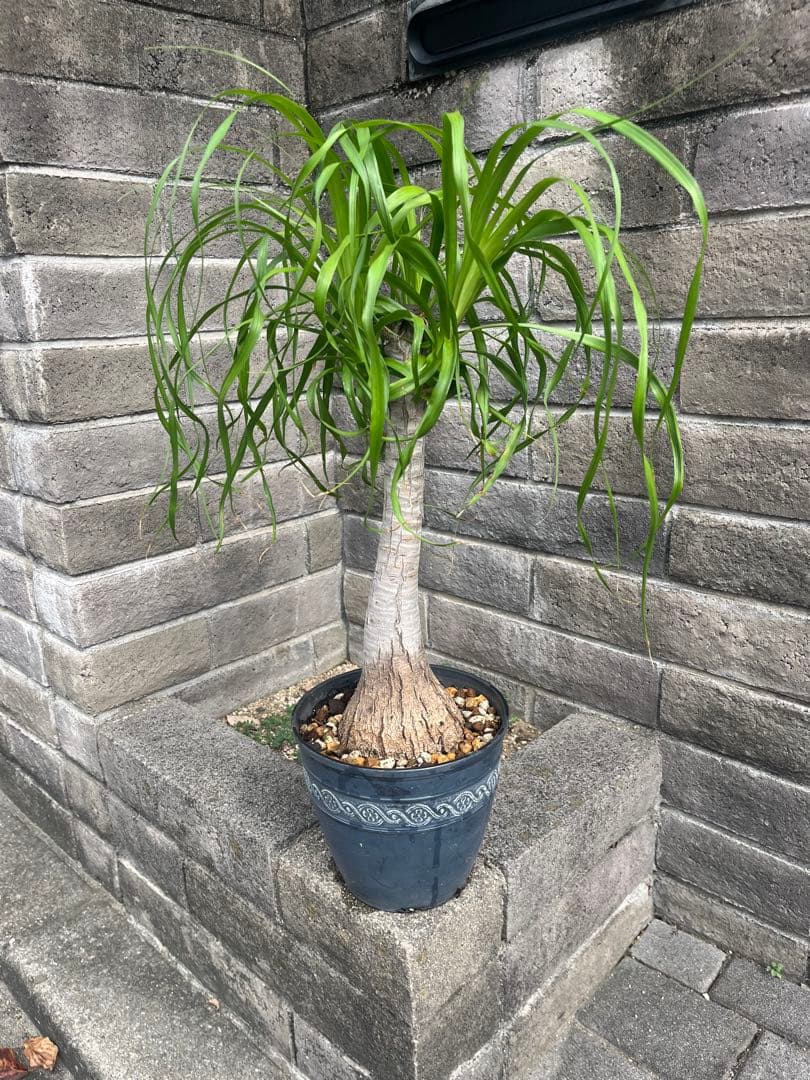 トックリラン　ノリナ　ポニーテール　塊根植物