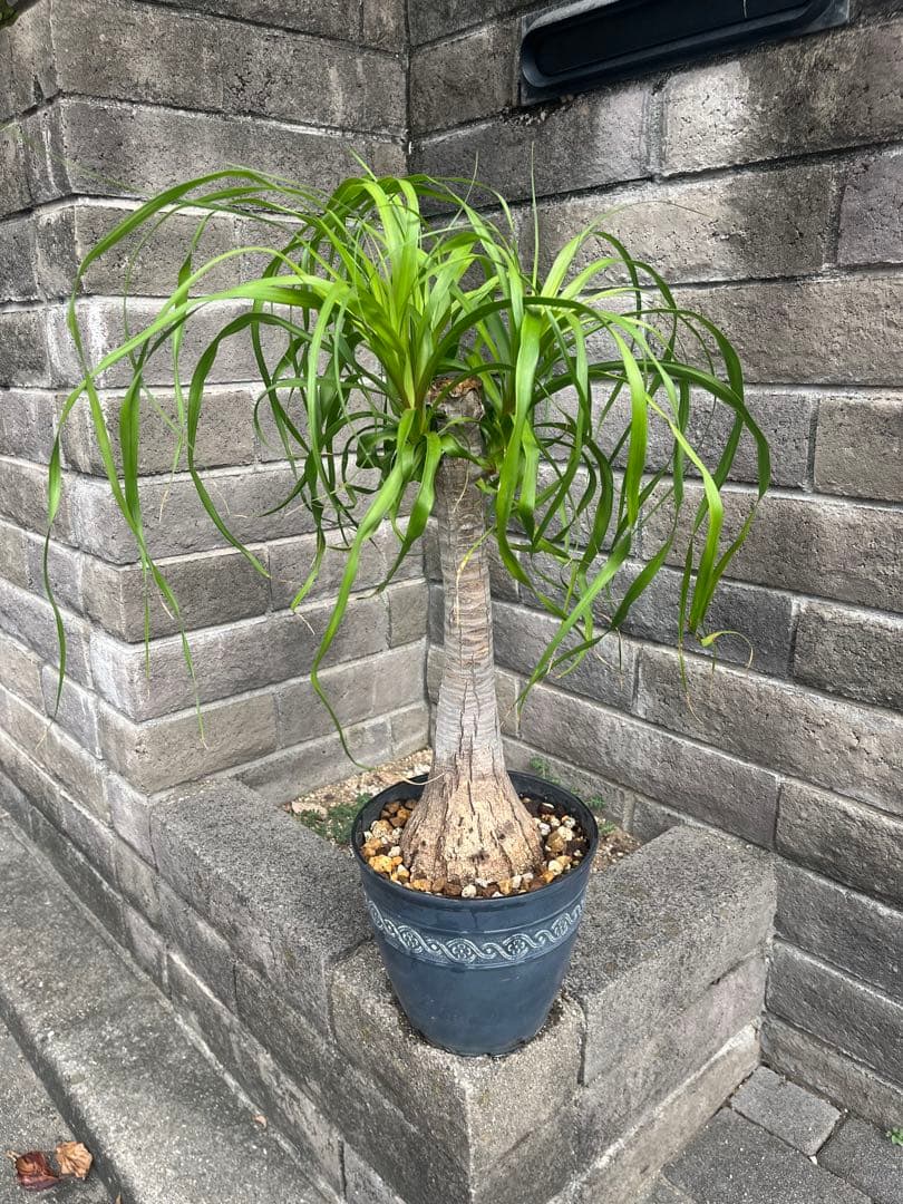 トックリラン　ノリナ　ポニーテール　塊根植物