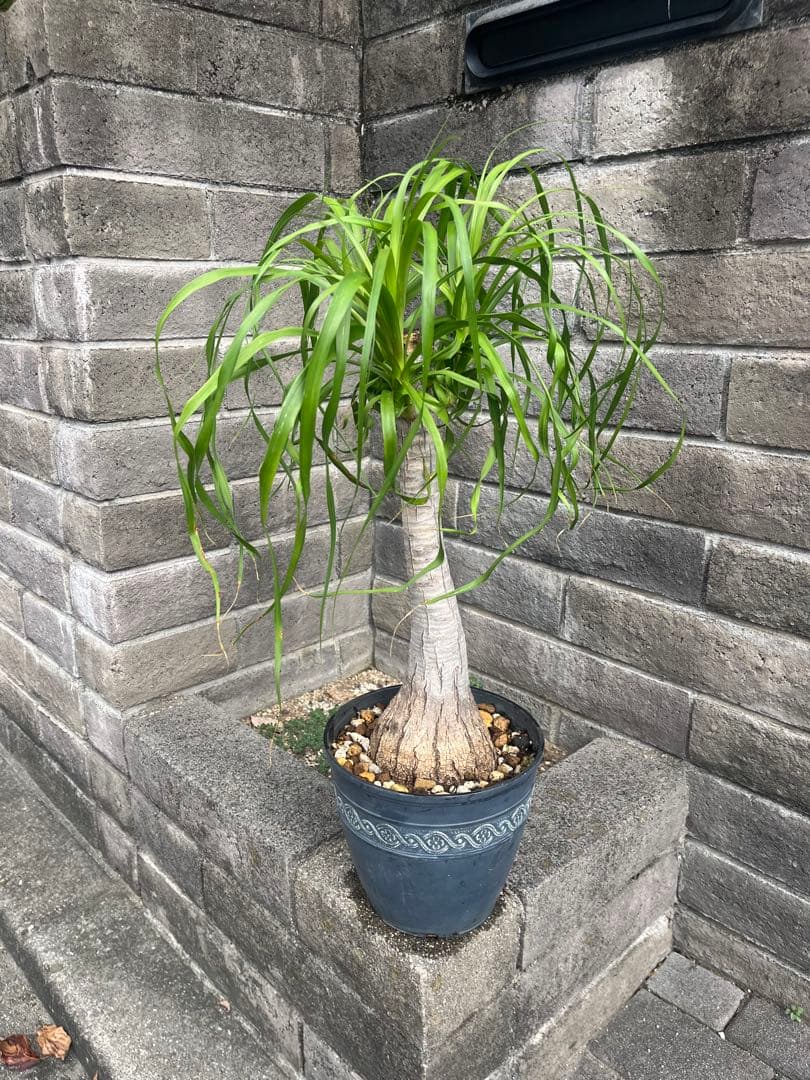 トックリラン　ノリナ　ポニーテール　塊根植物