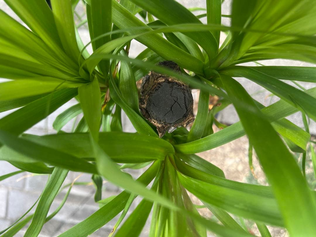 トックリラン　ノリナ　ポニーテール　塊根植物