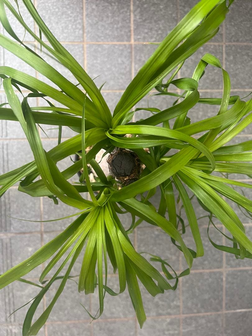 トックリラン　ノリナ　ポニーテール　塊根植物