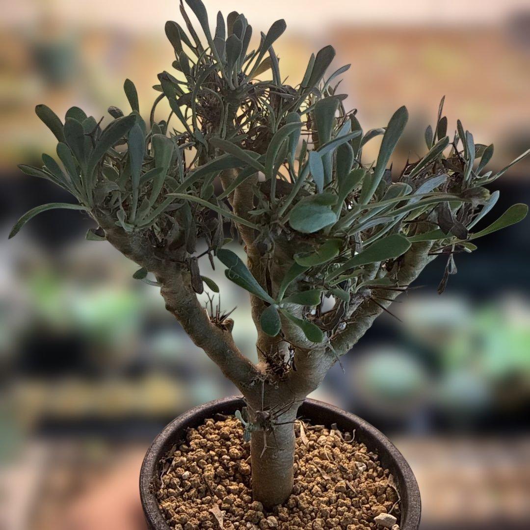 【極上】オトンナ・ユーフォルビオイデス 4号 美樹形　グラキリス 亀甲竜