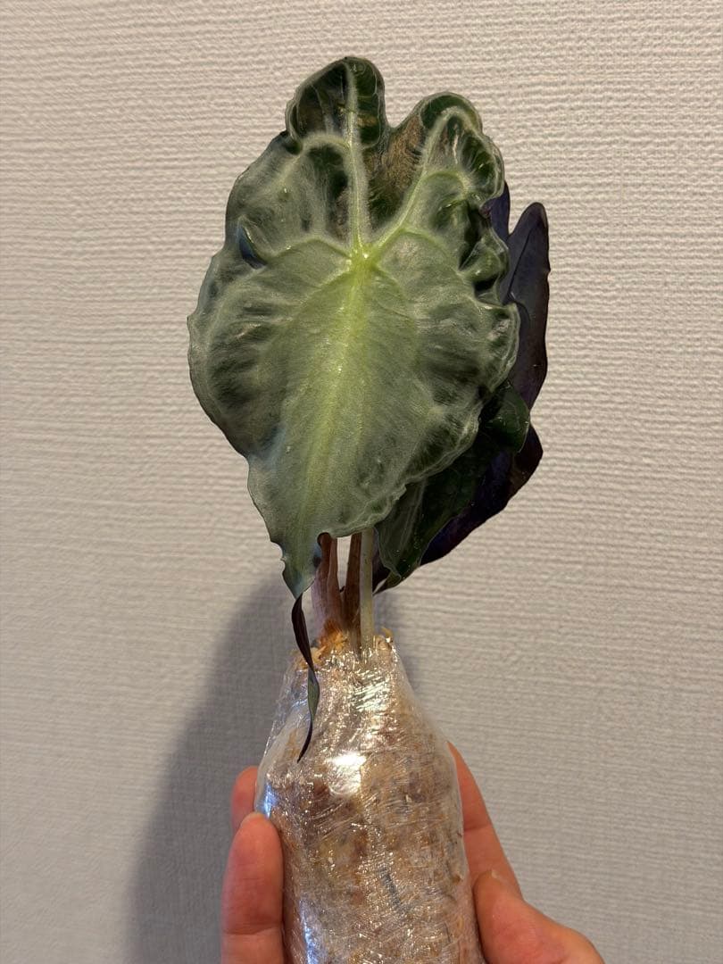 アロカシア ヴェノム Alocasia 'Venom' 管理番号s218