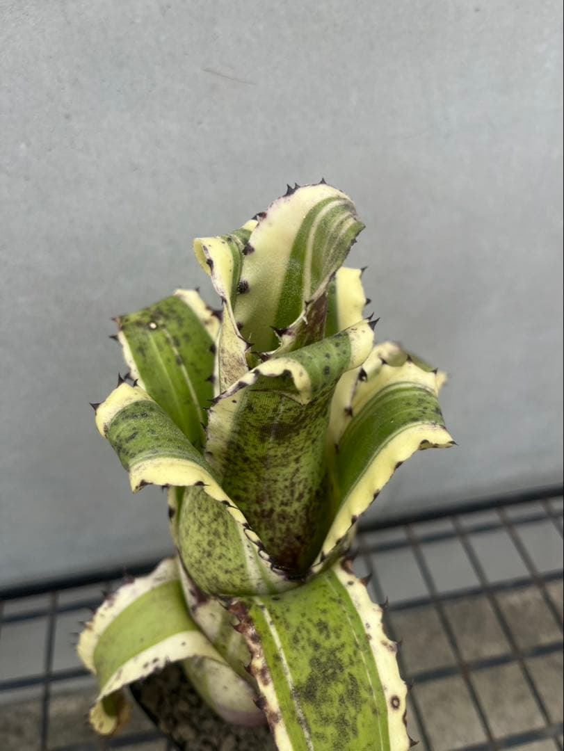 【最強鋭鋸歯】 Hohenbergia Karla’ ホヘンベルギア　カーラ