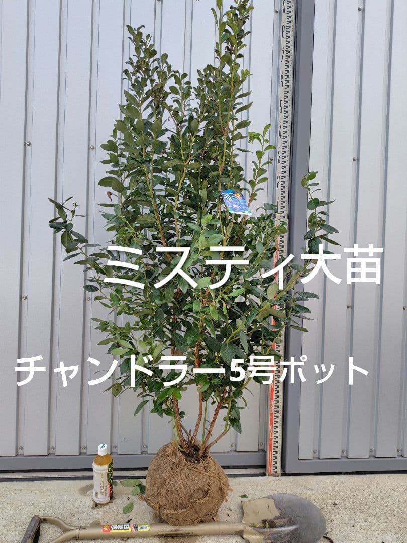 ブルーベリー苗ミスティ大苗＋チャンドラー5号ポット