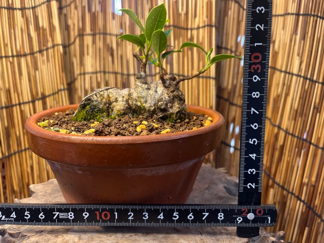 ✨✨✨ガジュマル【◎良品素材】検/珍奇塊根類♪セール品♪