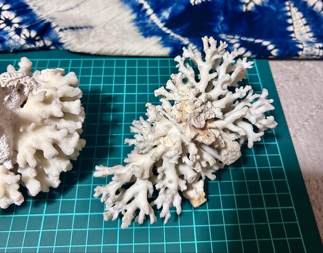 天然白サンゴ 置物 2点セット