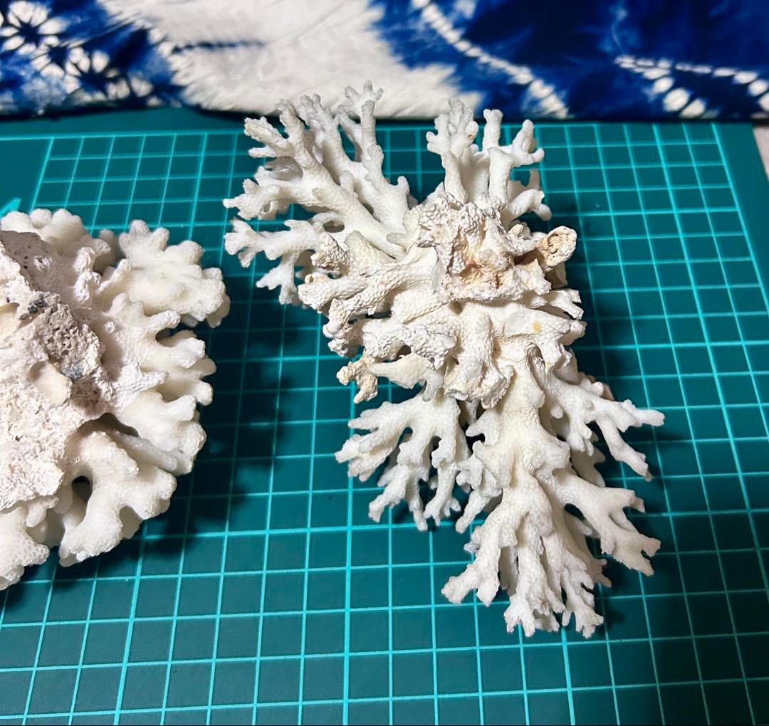 天然白サンゴ 置物 2点セット