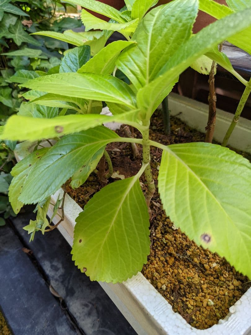 即購入可　オタフク（ウズ）アジサイ現物A抜き苗