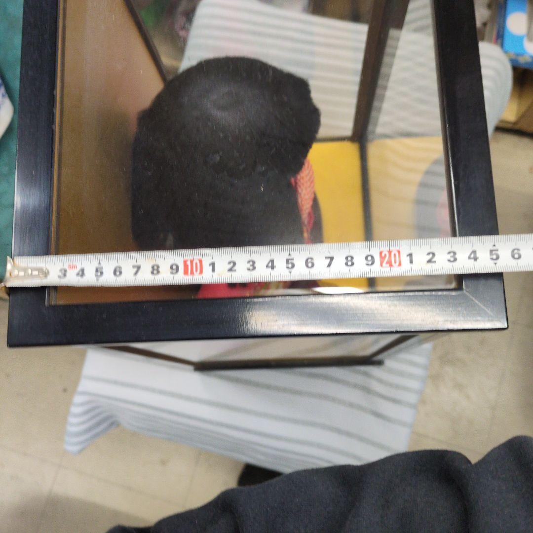 市松人形 赤色着物 ガラスケース入り