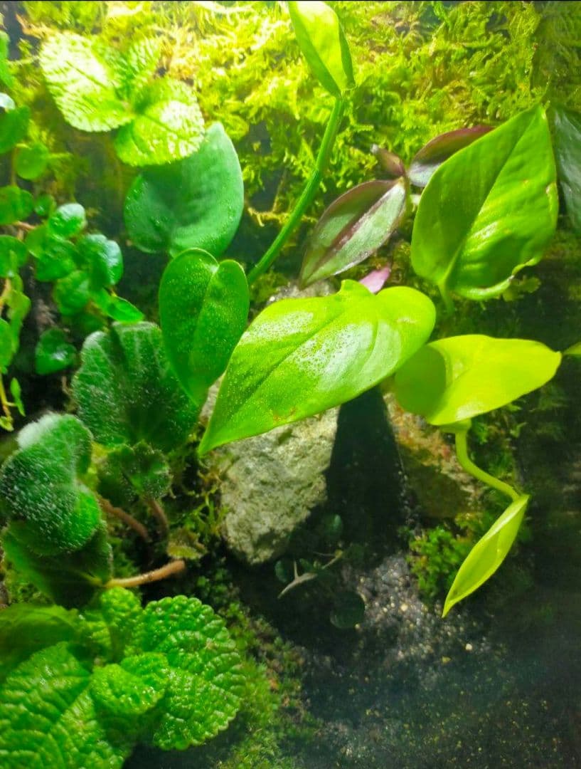 隠れ家付き！苔テラリウム生体飼育ケージ