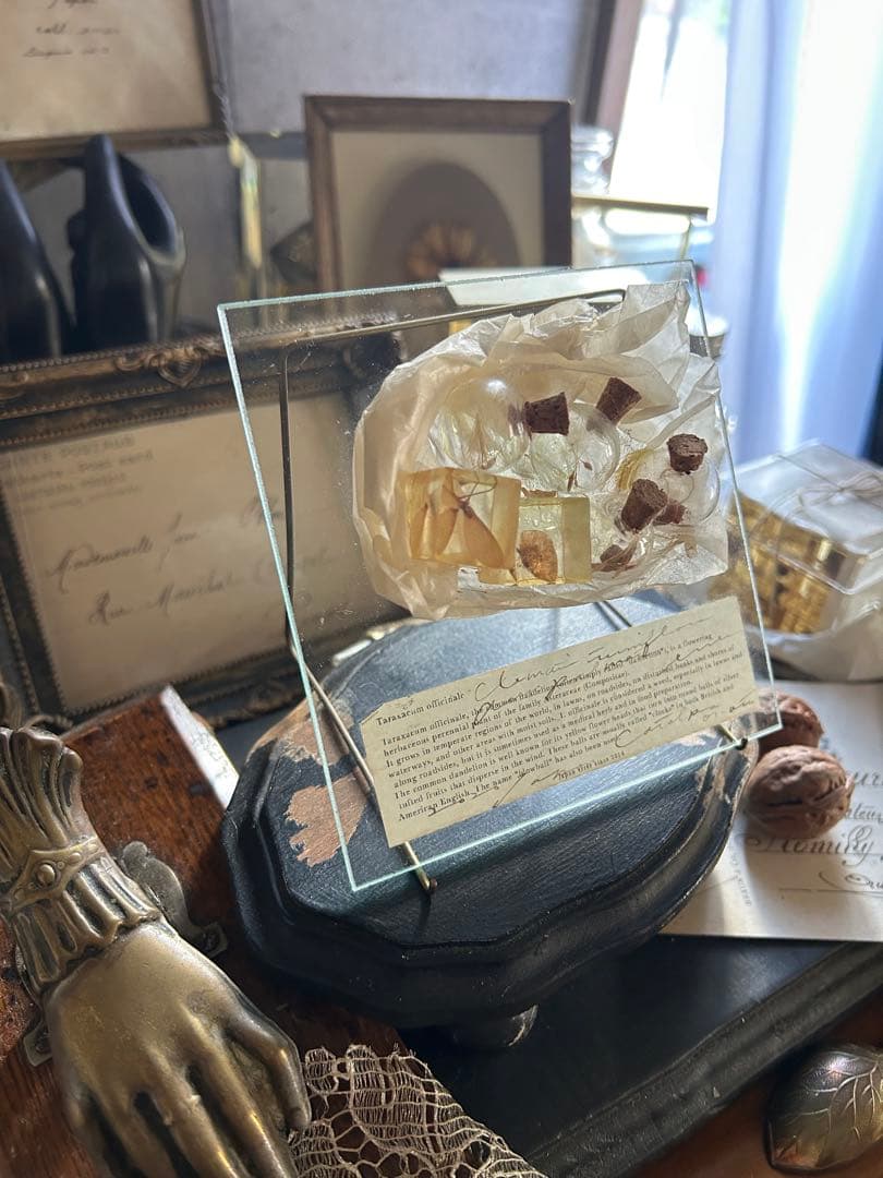 errer ガラスプレート 植物標本 筆記体 アンティーク 樹脂標本