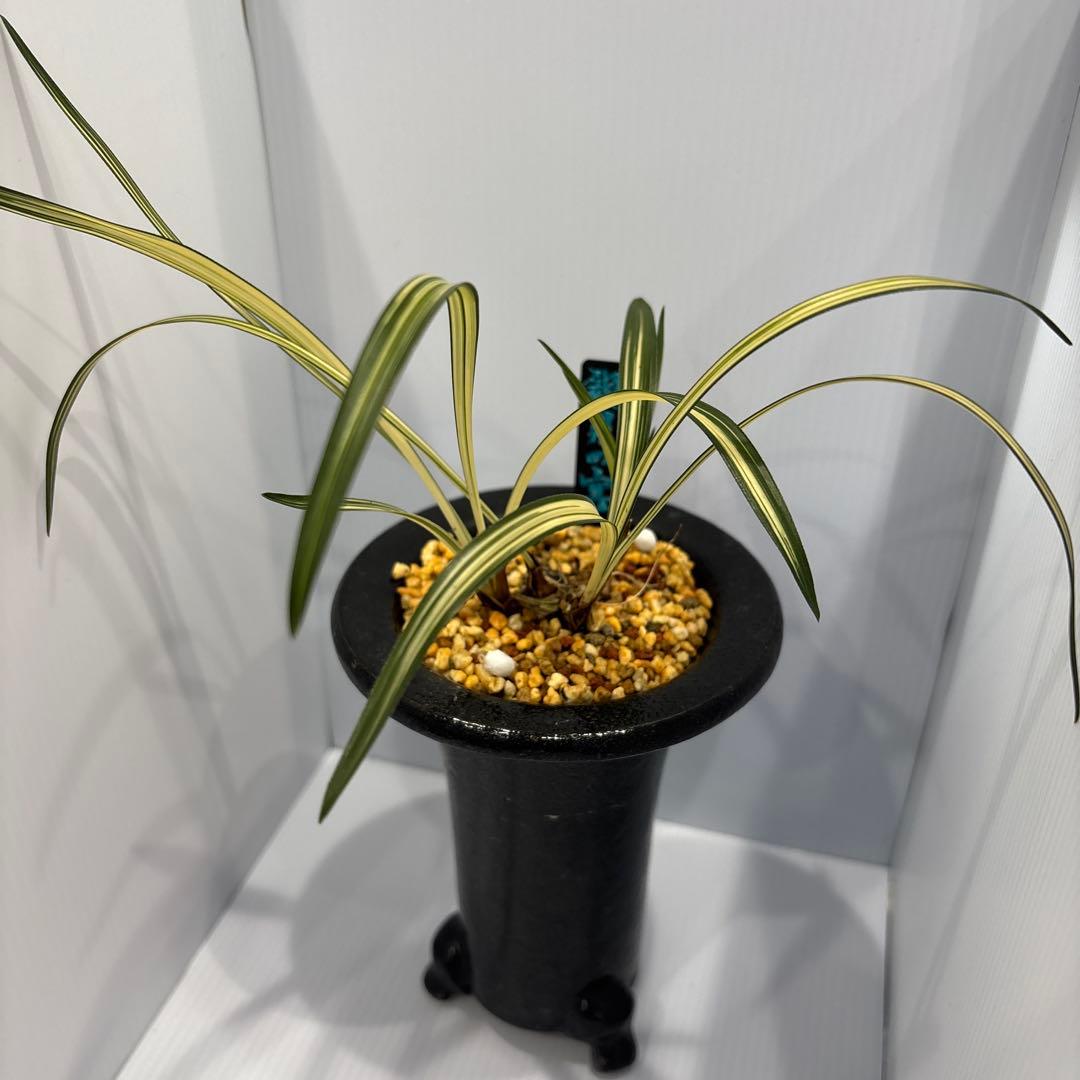 春蘭　韓国春蘭　日本春蘭　観月の宴No.1