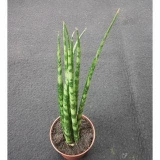 サンスベリア　ミカド　苗　多肉植物　サンセベリア　花卉・園芸