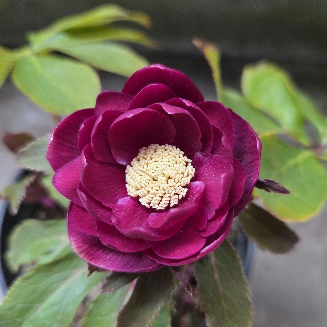 クリスマスローズ 広瀬園芸 オーレア レッド ダブル 開花株