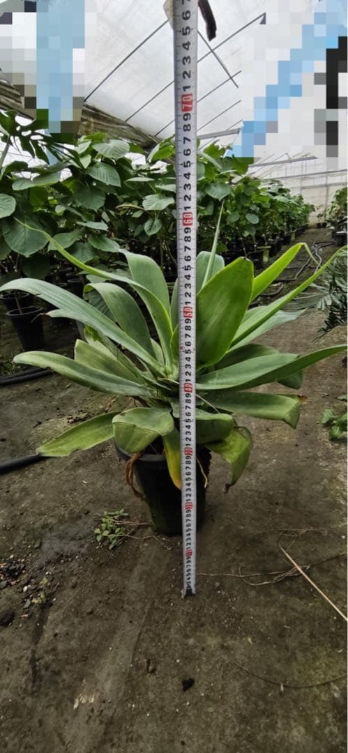 アガベ 約90cm 大型観葉植物