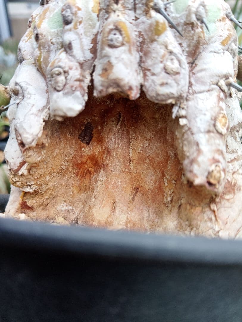 現地株 超古株 コピアポア 黒王丸