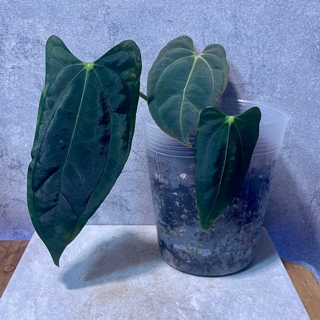 パ*ン様 アンスリウム papi Fort Sherman x Ralph Ly