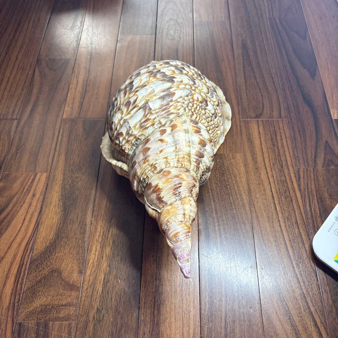 天然沖縄産法螺貝　特大法螺貝　全長37cm 重さ1.51kg