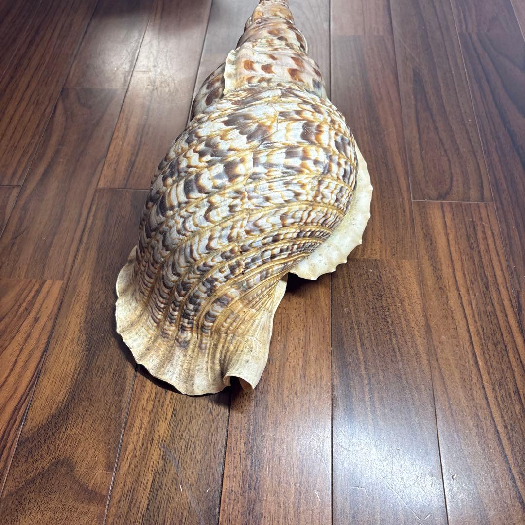 天然沖縄産法螺貝　特大法螺貝　全長37cm 重さ1.51kg