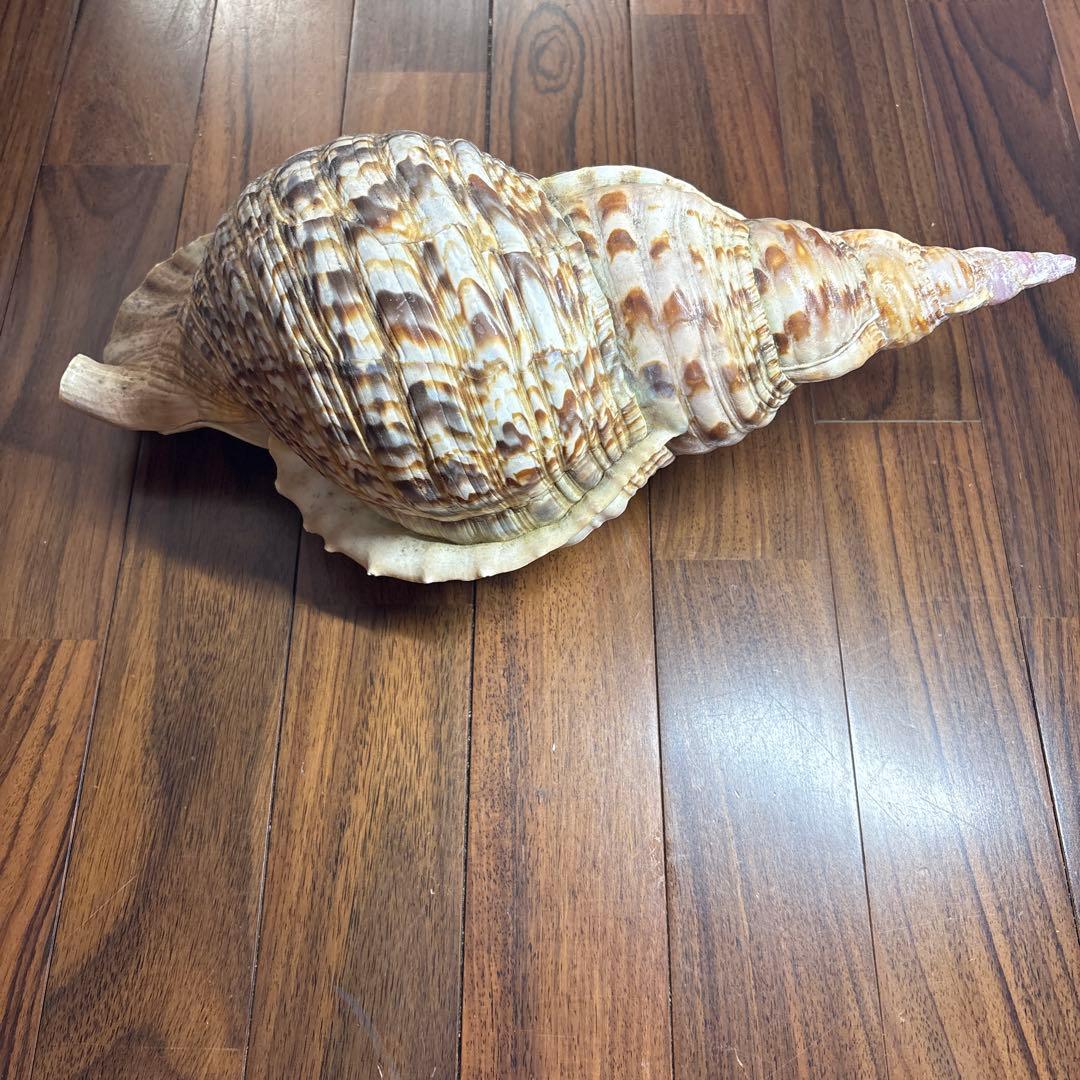 天然沖縄産法螺貝　特大法螺貝　全長37cm 重さ1.51kg