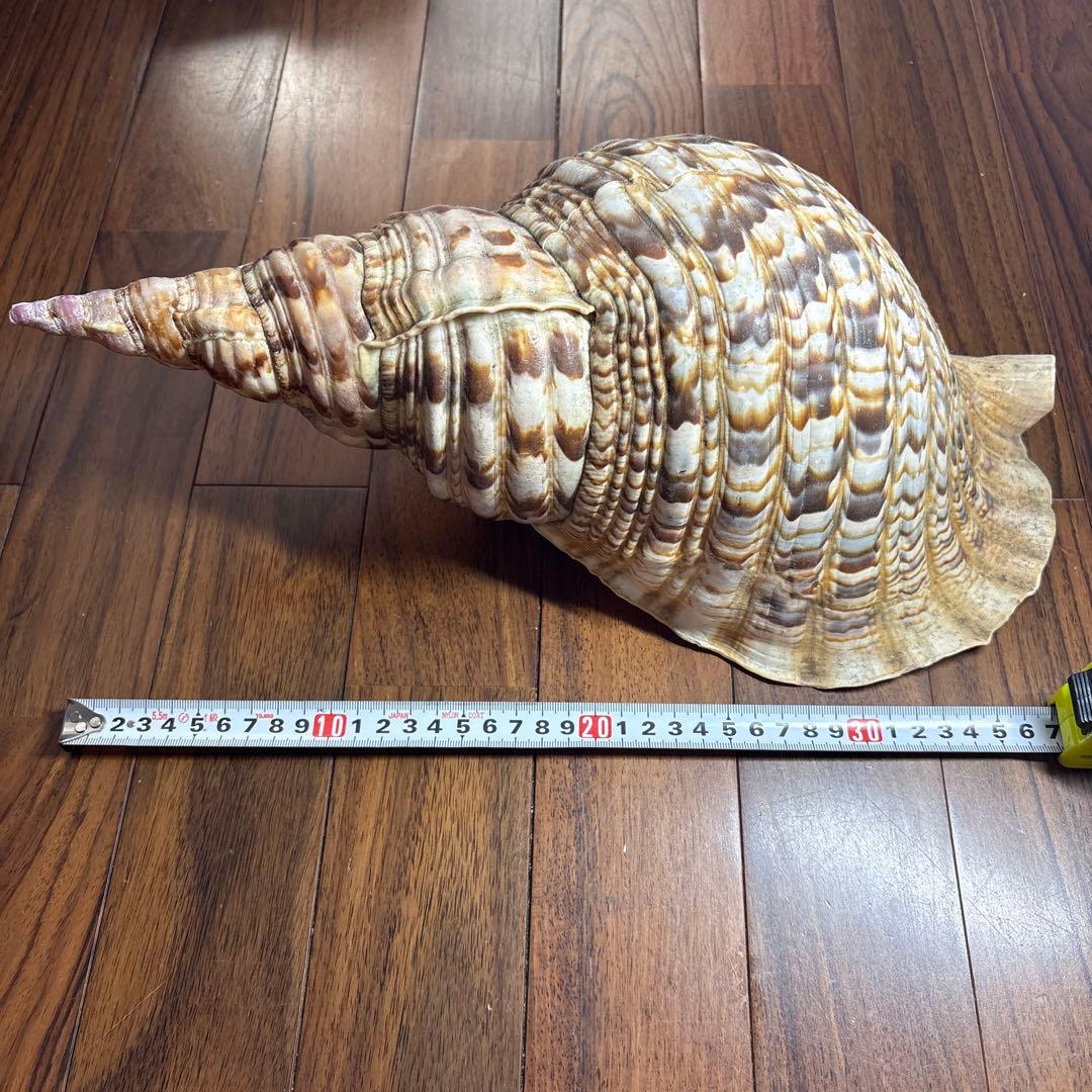 天然沖縄産法螺貝　特大法螺貝　全長37cm 重さ1.51kg