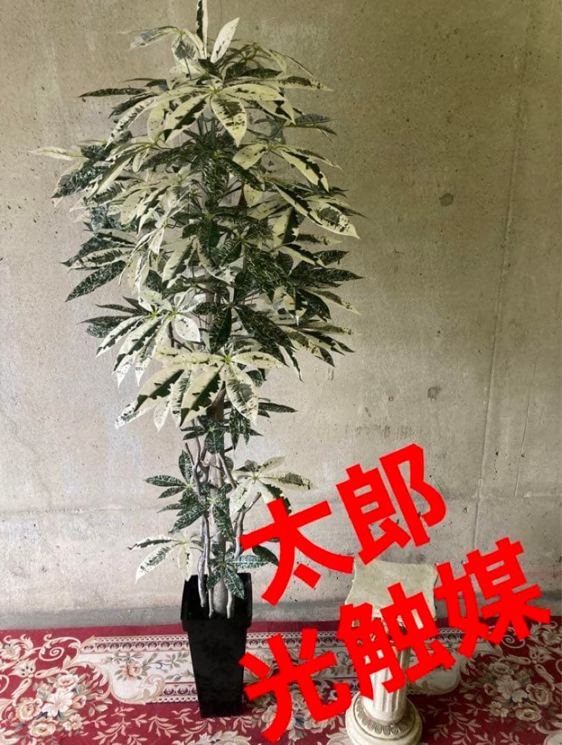 光触媒　人工観葉植物　ウォールグリーン　フェイクグリーン　斑入りパキラ175