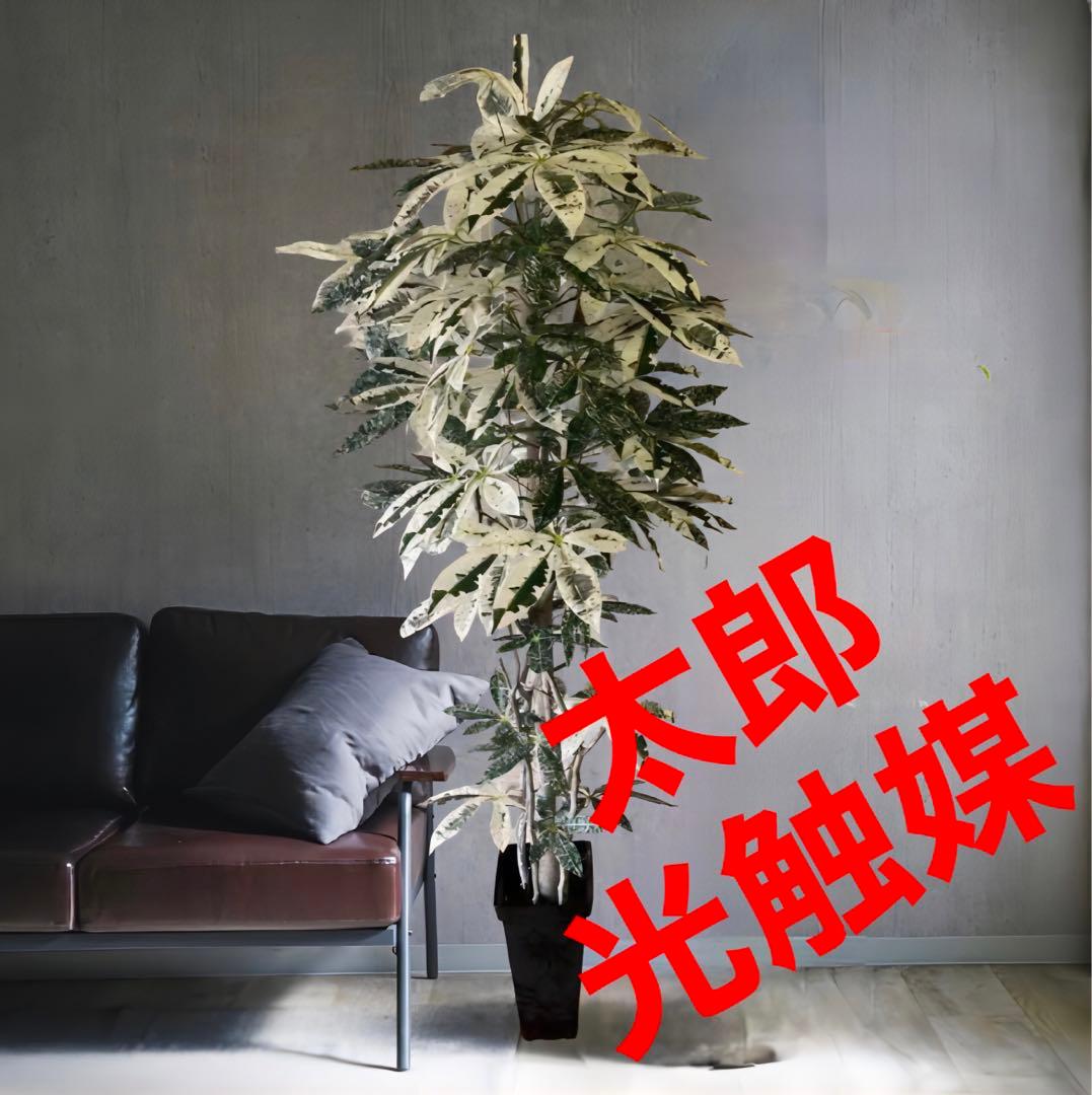 光触媒　人工観葉植物　ウォールグリーン　フェイクグリーン　斑入りパキラ175