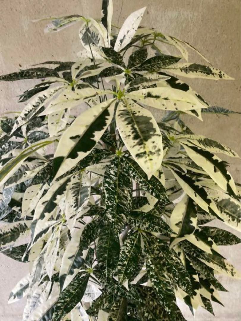 光触媒　人工観葉植物　ウォールグリーン　フェイクグリーン　斑入りパキラ175