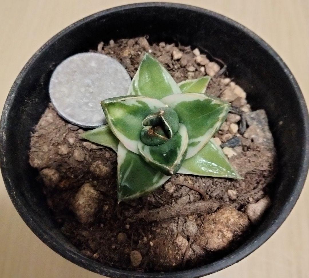 王妃笹の雪 A型 ピンキー 白覆輪斑 発根済 鉢ごと発送 美白覆輪 アガベ