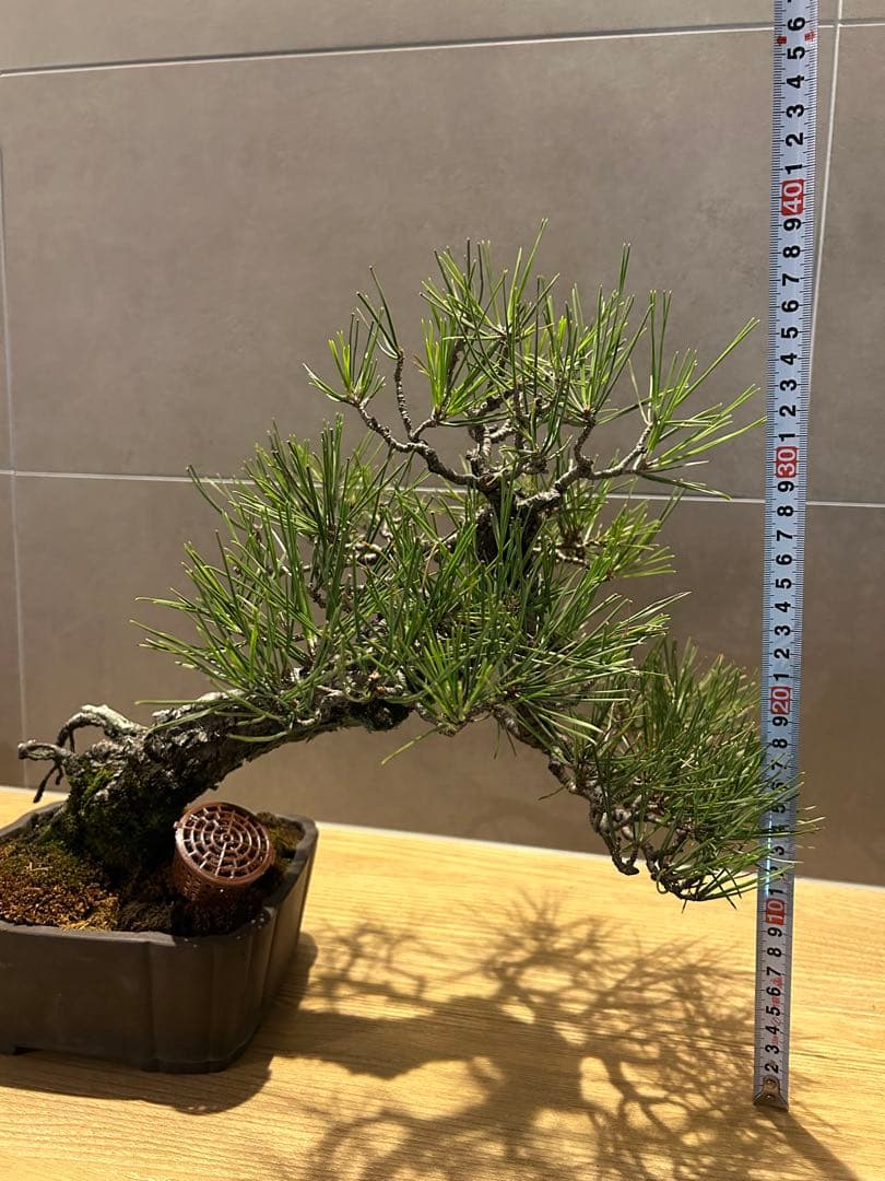 実生45年　黒松盆栽