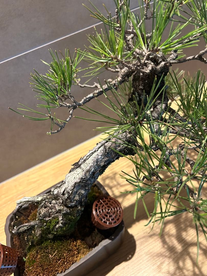 実生45年　黒松盆栽