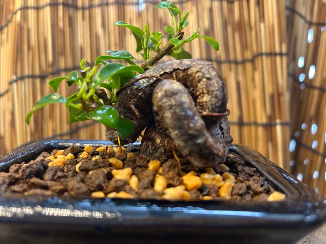 ✨✨✨superガジュマル【ジブリの世界】検/宮古ガジュマル♪セール♪