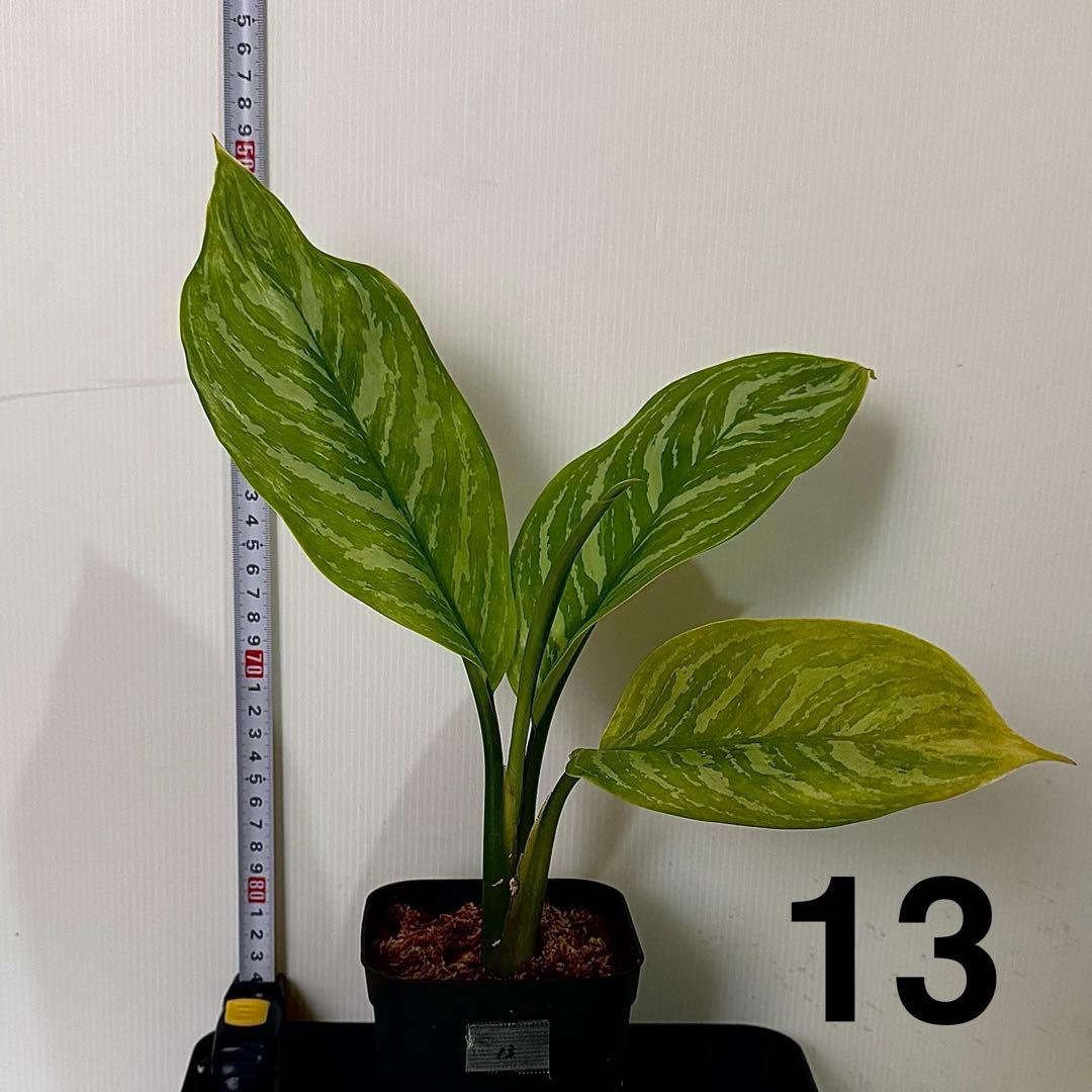 アグラオネマ ニティドゥム カーティシー 観葉植物 LEON レオン 13