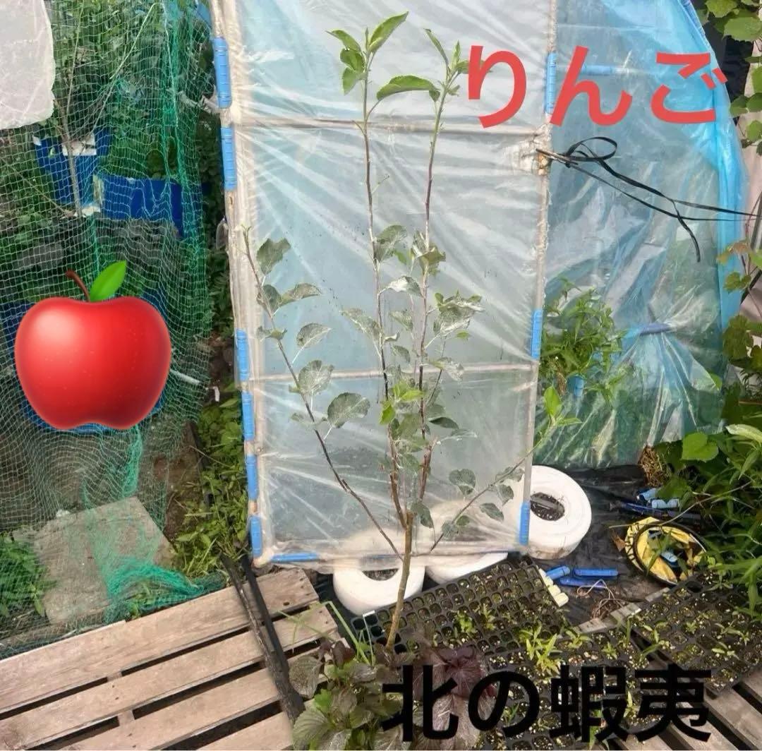 果樹苗木５点セットさくらんぼ　桃　りんご葡萄ブルーベリーハスカップラズベリー