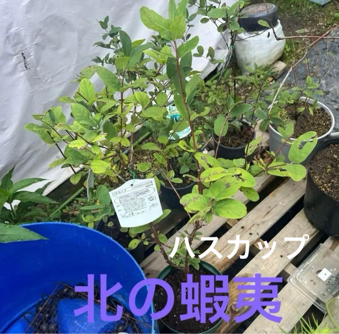 果樹苗木５点セットさくらんぼ　桃　りんご葡萄ブルーベリーハスカップラズベリー