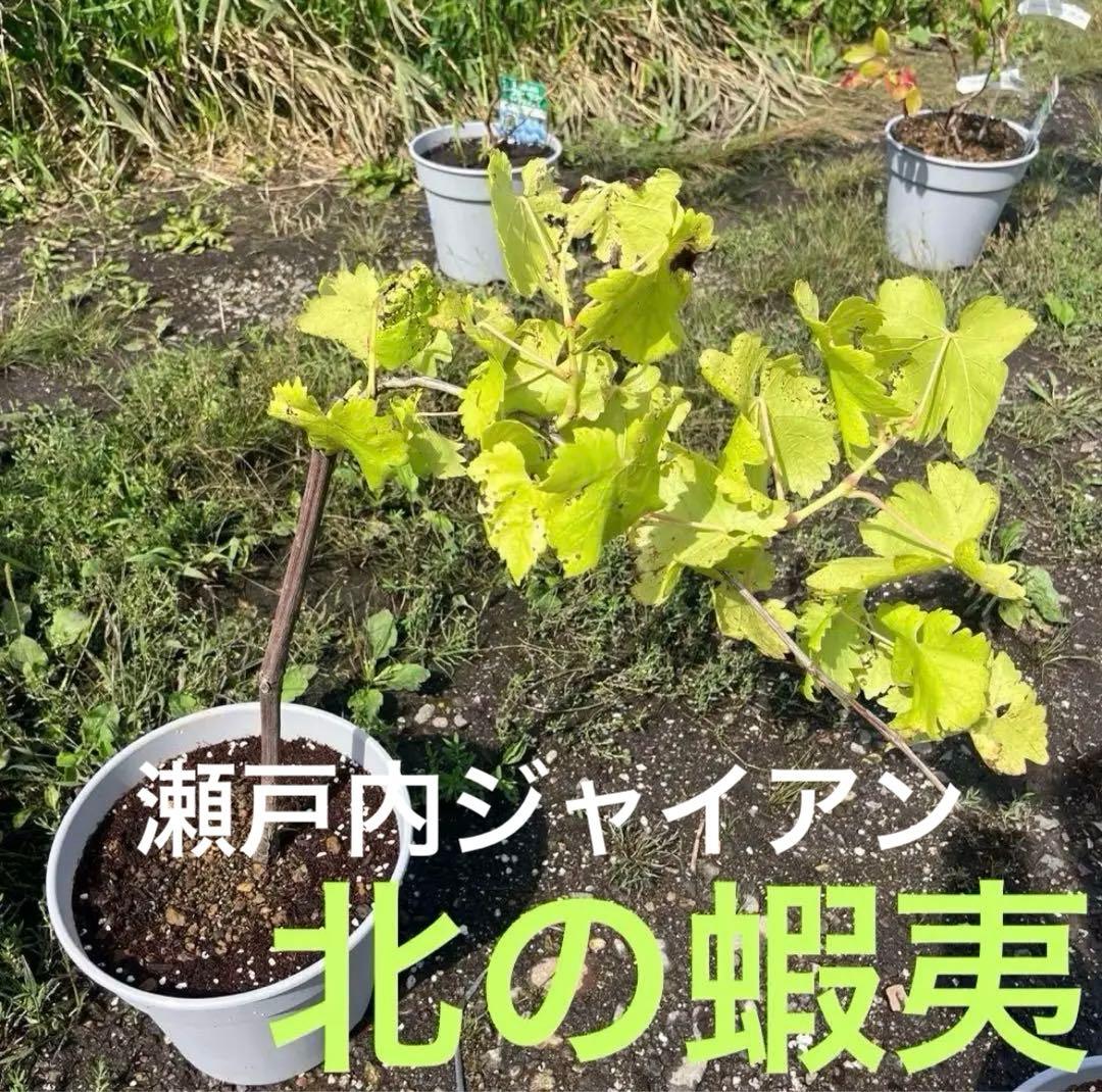 果樹苗木５点セットさくらんぼ　桃　りんご葡萄ブルーベリーハスカップラズベリー