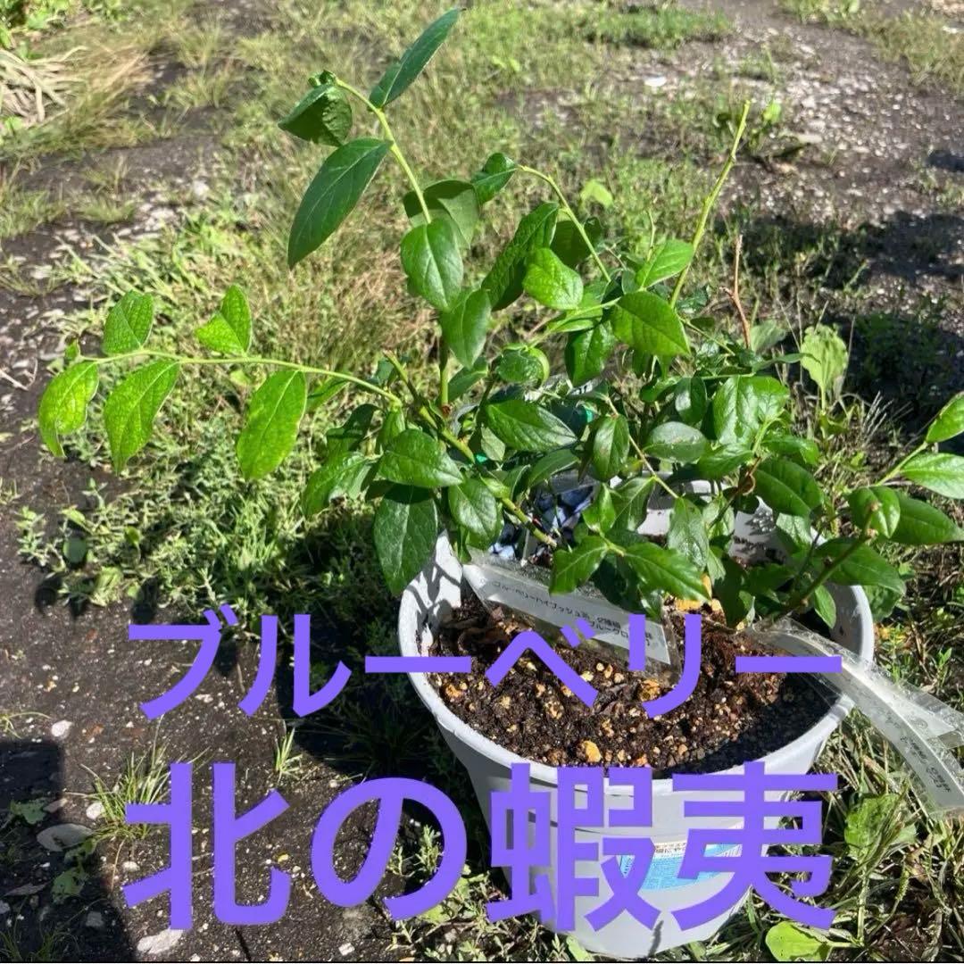 果樹苗木５点セットさくらんぼ　桃　りんご葡萄ブルーベリーハスカップラズベリー