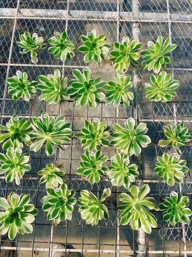 初販売 フリルの子 氷の珠玉の露 アエオニウム 多肉植物 カット苗