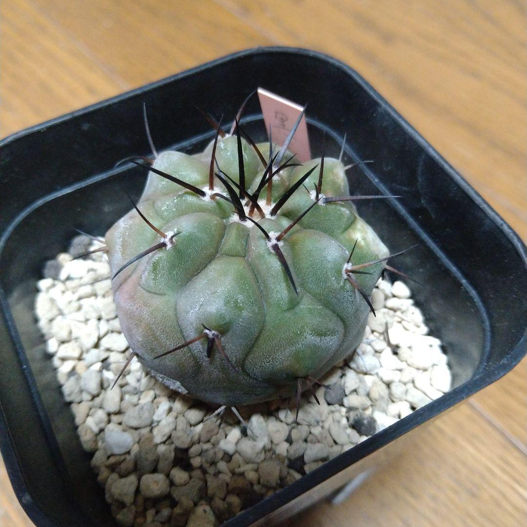 Copiapoa cinerea コピアポア・シネレア 黒王丸 実生