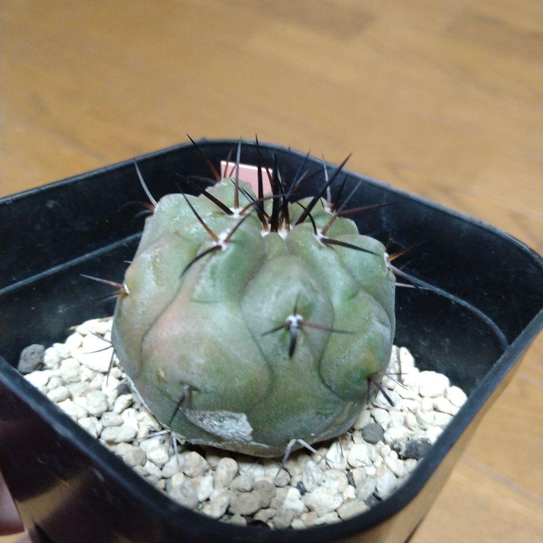 Copiapoa cinerea コピアポア・シネレア 黒王丸 実生
