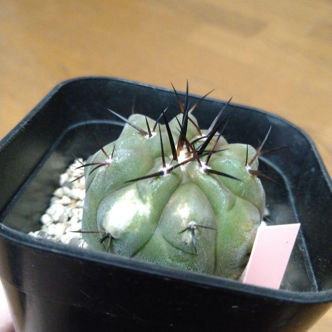 Copiapoa cinerea コピアポア・シネレア 黒王丸 実生