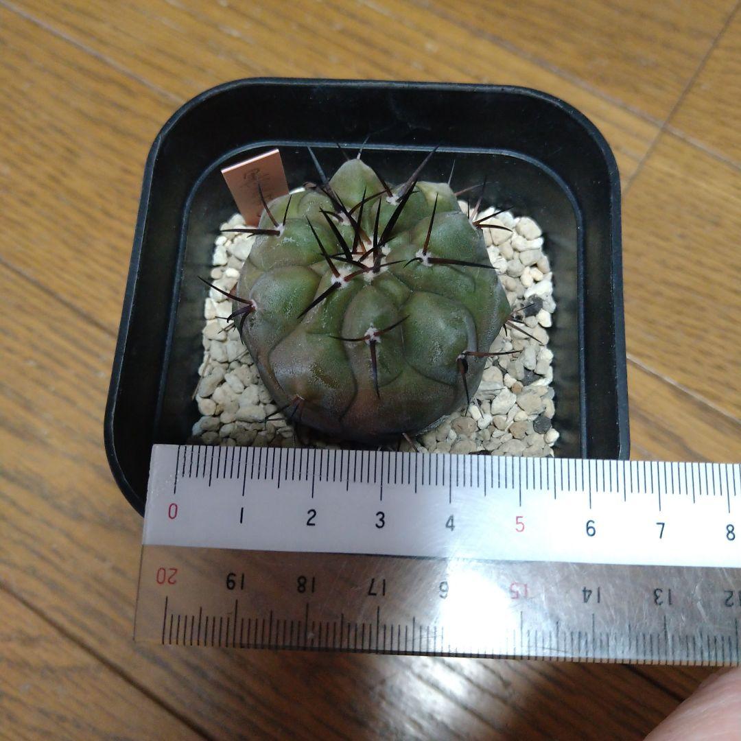 Copiapoa cinerea コピアポア・シネレア 黒王丸 実生