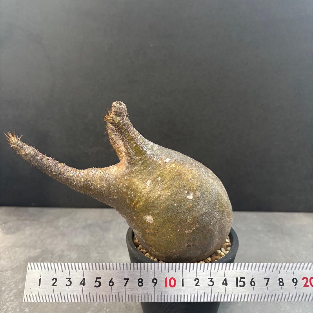 発根済 パキポディウム グラキリス 現地球 良型 塊根植物 コーデックスNO1