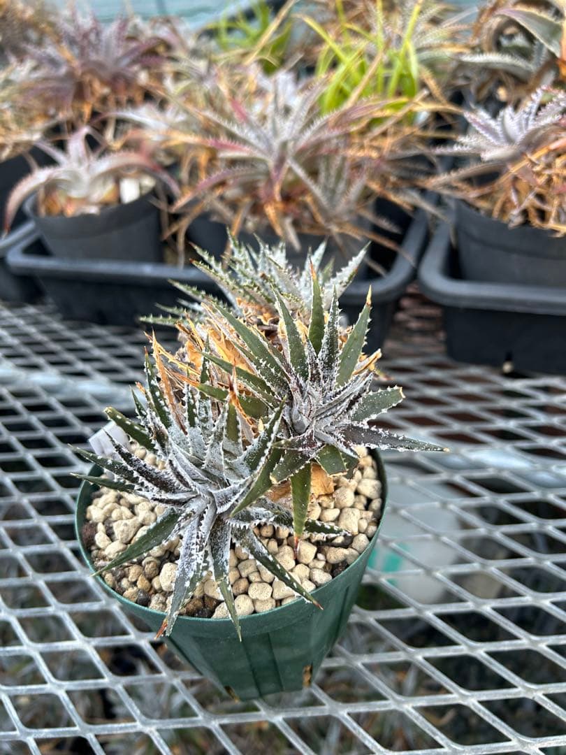 小型 DBディッキア Dyckia Bill Baker hybrid #123