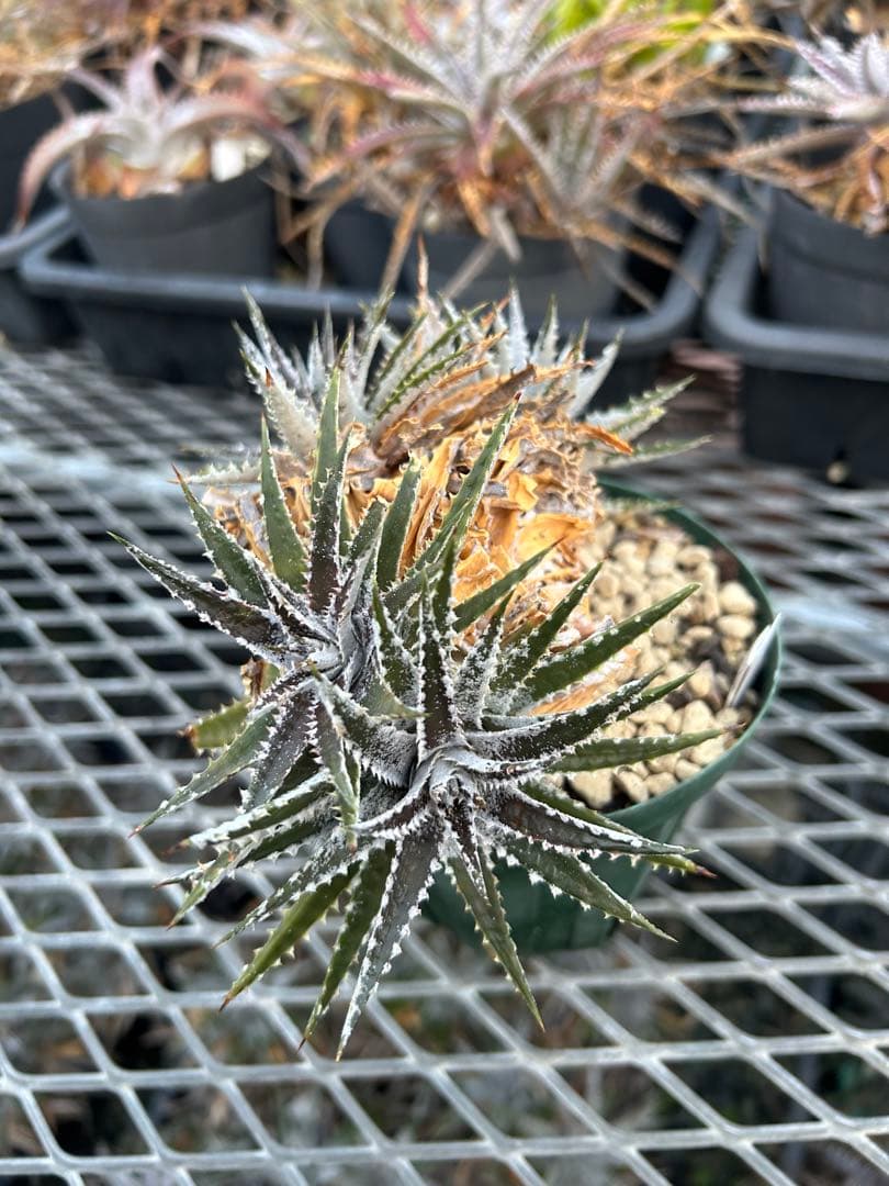 小型 DBディッキア Dyckia Bill Baker hybrid #123