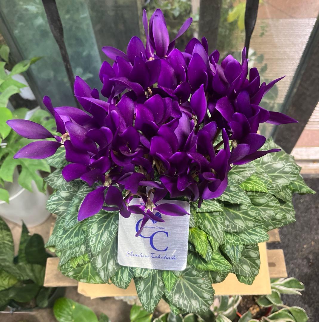 ブルーシクラメン　江戸の青　底面給水5寸鉢ごと　苗　植物　本日入荷！