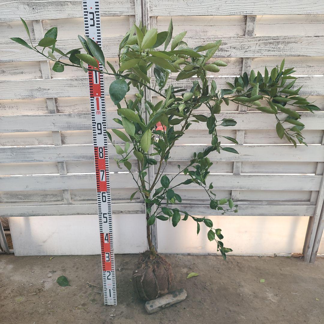 ドットさま専用 小原紅早生みかん 3年生