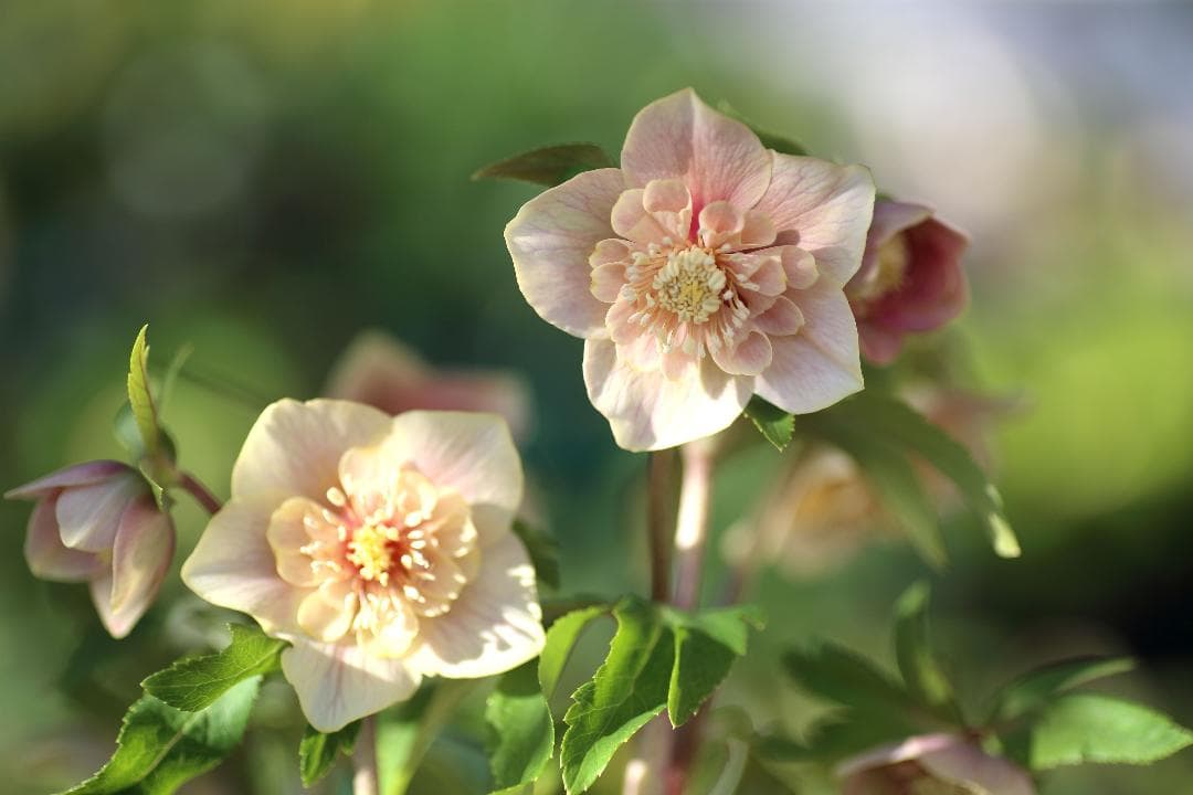 クリスマスローズ 小苗 SDノスタルジア セルフ 1苗